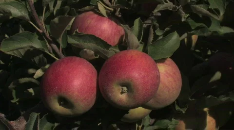 Apples on the tree Stock Footage 245818