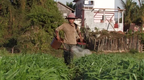 Cambodia: Irrigating fields of Morning Glory Stock Footage 2975910