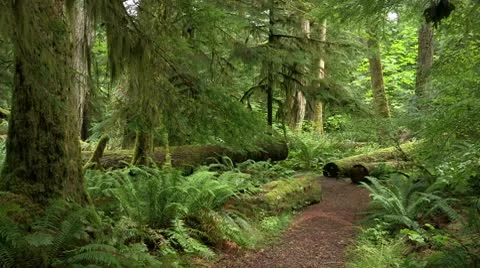 Canada: Path through the Woods Stock Footage 8860916