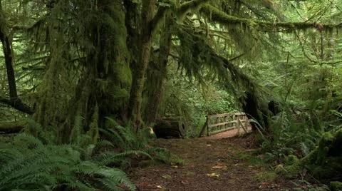 Canada: Path through the Woods Stock Footage 8860930