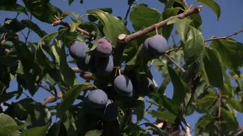 Canada: Ripe Plums, Ready to Pick! Stock Footage 8861053