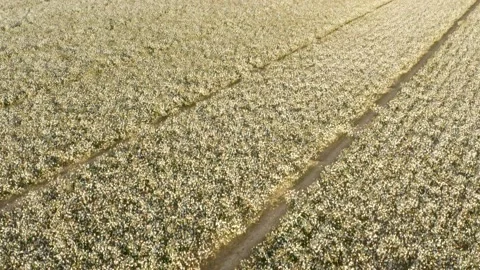 Stock Video Clip of Arizona Cotton Stock Video Pond5