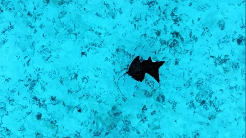 Eagle rays mating Stock Footage 248670505