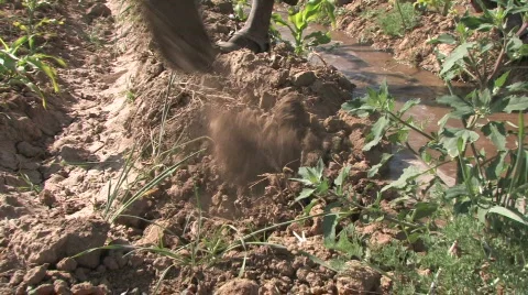 Stock Video of Ethiopia: Irrigating fields of maize Stock Footage