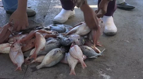 Stock video of fisherman sorting fresh fish catch Stock Footage