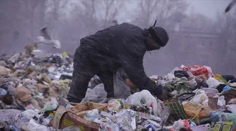 Stock Video Footage gulls and poor rummage in garbage Stock Footage
