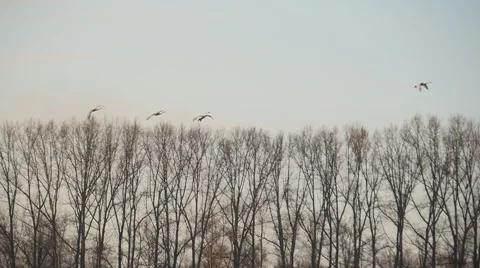 Stock video footage Swan flock at sunset falls on the lake Stockbeeldmateriaal 61331353