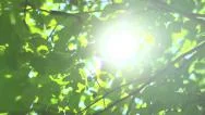 Stock Video Footge The Camera Moves To The Sun Through The Leaves Stock Footage