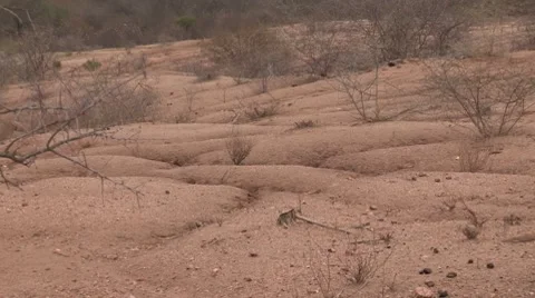 Kenya: Dry Fields of East Africa Video stock 8658552
