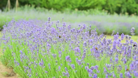 Stock video Lavender field in Provence, France. Blooming Violet fragrant Stockbeeldmateriaal 156458357