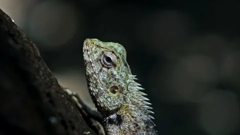 A lizard in the Maldives Stock Footage 248754918