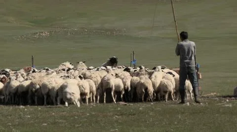 Mongolia: Proding Sheep into Coral Stock Footage 8959517