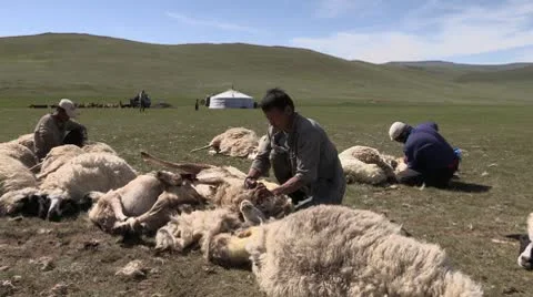 Mongolia: Sheering Time Stock Footage 8959595