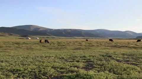 Mongolia: Wide Static Shot of Cows and Gers Stock Footage 7762194