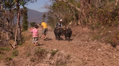 Nepal: Plowing the Fields Stock Footage 4702947