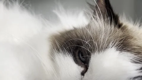 Stock Video - Ragdoll Cat 2 - HQ Video (Viral Social Media TV Film Movie) Vidéo 343199617