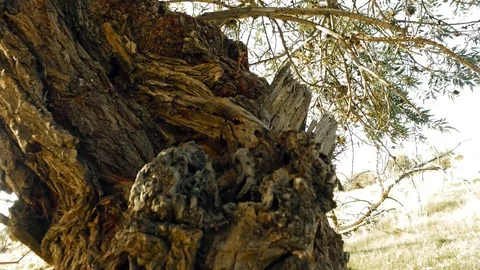 Stock video tree. Tree close-up. Nature Stock Footage 125515212