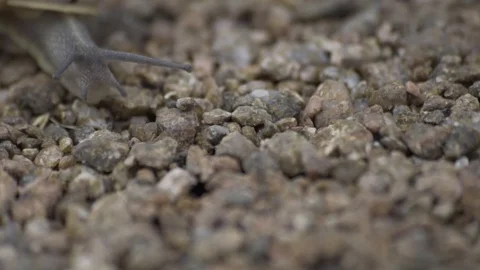 Stock42snail Stock Footage 99370521