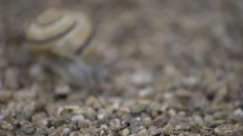 Stock44snail Stock Footage 99370362
