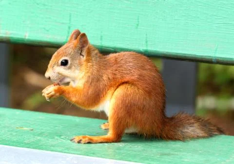 Stock_Squirrel eating a delicious nut Stock Photos