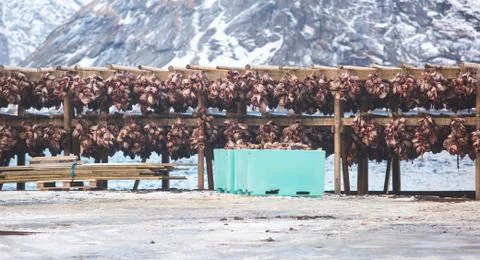 Stockfish (cod), process of stockfish cod drying during winter time on Lofote Stock Photos