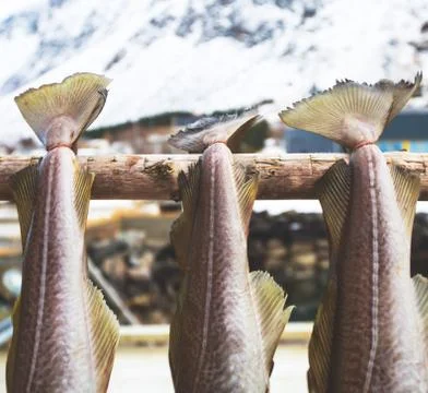 Stockfish (cod), process of stockfish cod drying during winter time on Lofote Stock Photos