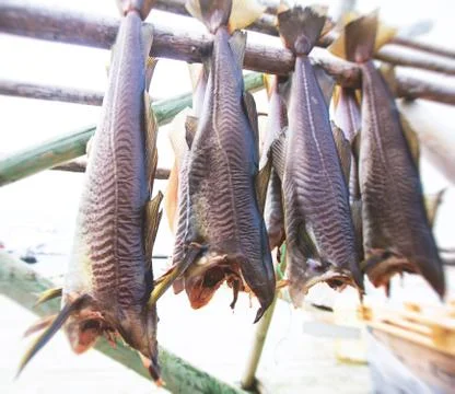 Stockfish (cod), process of stockfish cod drying during winter time on Lofote Stock Photos