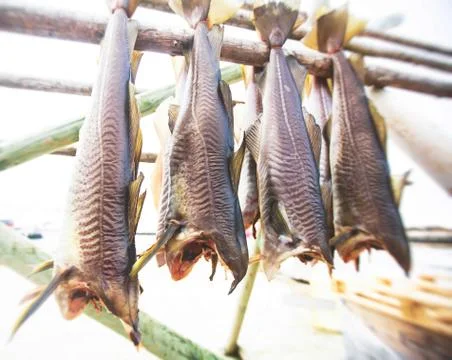 Stockfish (cod), process of stockfish cod drying during winter time on Lofote Stock-Fotos