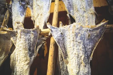 Stockfish (cod), process of stockfish cod drying during winter time on Lofote Stock Photos