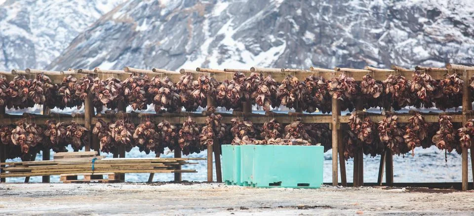 Stockfish (cod), process of stockfish cod drying during winter time on Lofote Stock Photos