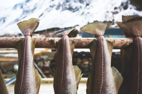 Stockfish (cod), process of stockfish cod drying during winter time on Lofote Foto stock
