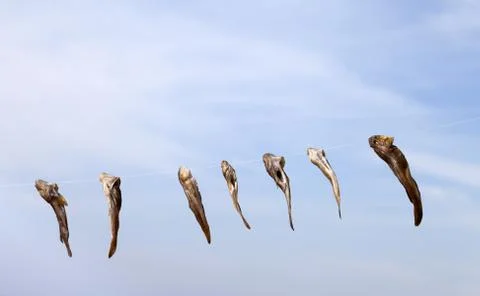 Stockfish drying on sun Foto stock