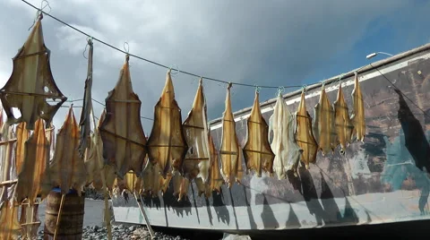 Stockfish Stock-Footage 4375131