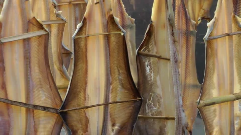 Stockfish Stock-Footage 4378955