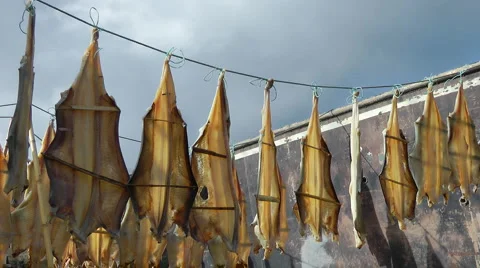 Stockfish Stock Footage 4396332