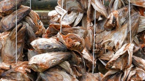 Stockfish hanging to dry Stock Footage 67432098