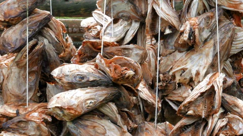 Stockfish hanging to dry Stock Footage 68508147