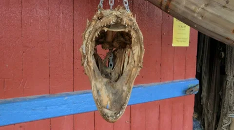 Stockfish head skeleton Stock Footage 67436726