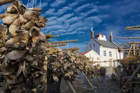 Stockfish Stock Photos