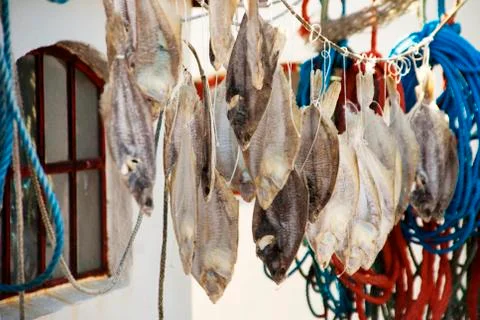 Stockfish Stock Photos