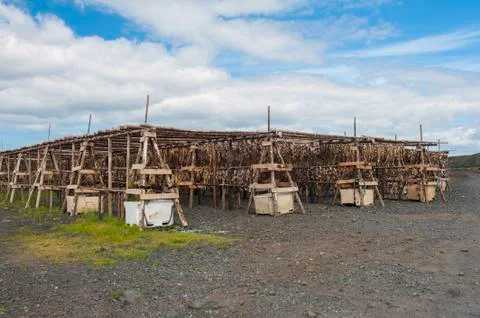 Stockfish Foto stock