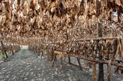 Stockfish Foto stock