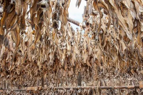 Stockfish Foto stock