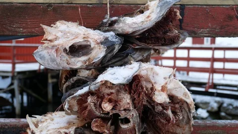 Stockfish processing , cod heads to dryLofoten Islands, Nusfjord, Norway Stock Footage 103237089