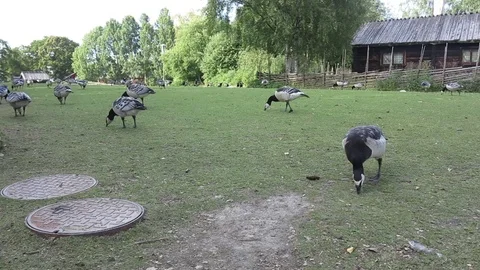 Stockholm, Sweden, ducks in Skansen park Stock Footage