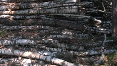A stockpile of thick logs at a lumber processing site. Stock Footage 321828738
