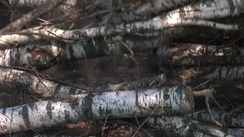 A stockpile of thick logs at a lumber processing site. Stock Footage 321828862