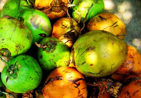 Stockpiles of Green Coconuts Foto stock