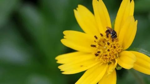 StockVDO 0052 Stock Footage 105059922