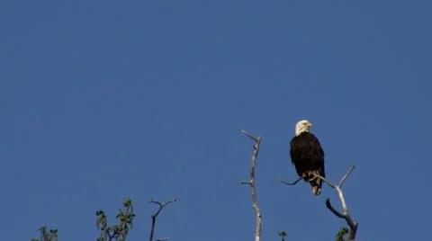 Stockvideo9mar12 Eagle perched on bare limb Stock Footage 10823930